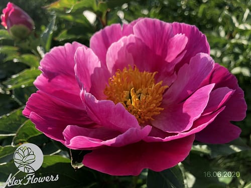 IMG_12696 PARKOVYJ ROZOVYJ