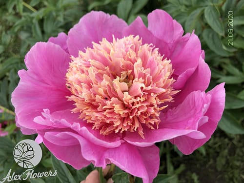 IMG_13412 SHAKHTERSKIJ OGONYOK