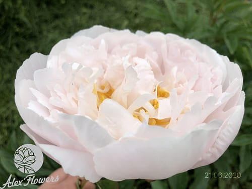 IMG_13457 VEСHNO ZHIVYE