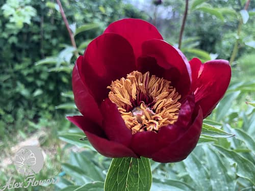 IMG_2033 HEROIAM NEBESNOI SOTNI