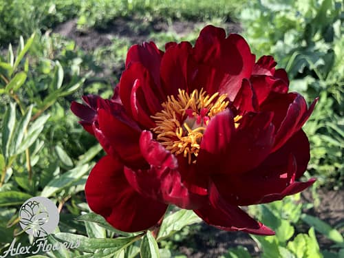 IMG_2198 CHERVONYI OKSAMYT