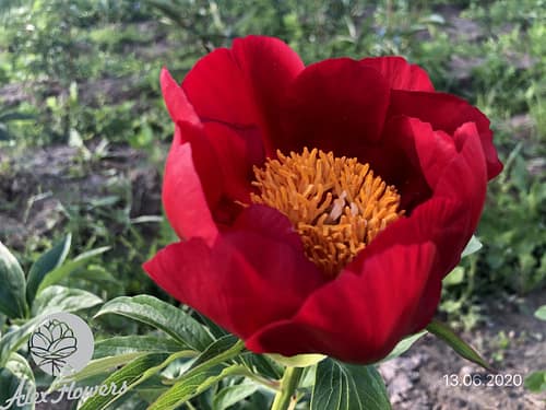 IMG_2492 ORANGE GLORY