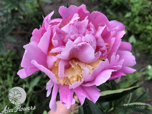 IMG_2896 KURIL'SKIE OSTROVA