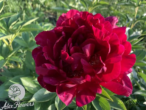 IMG_3154 OLD FAITHFUL