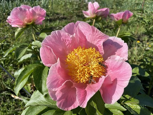 IMG_3261 SUGAR N'SPICE