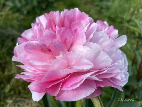 IMG_3704 PINK COTTON CANDY