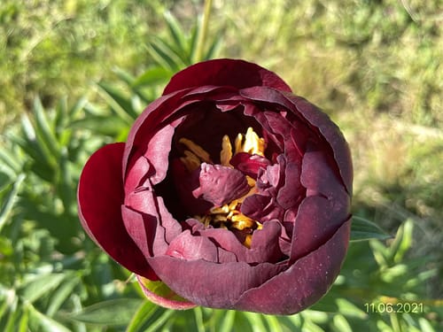 IMG_3867 BUCKEYE BELLE