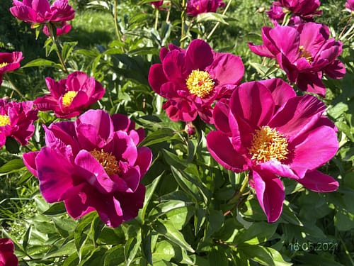 IMG_4145 ISPANSKIJ MOTIV