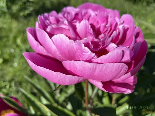 IMG_4147 NADEZHDA KRASNOVA