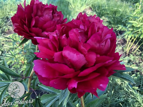 IMG_62365 MALYNOVA VATRA